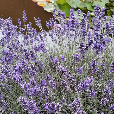 Lavandula Angustifolia - Lavendel, Gemeiner Lavendel